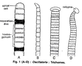 Clostridium botulinum