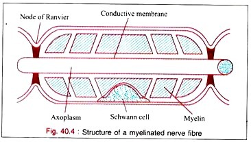 Gene expression and synthesis of viral proteins