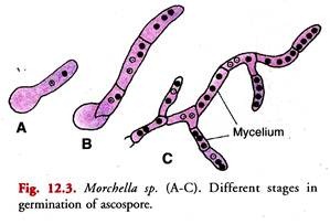 Different Stages in Germination of Ascospore