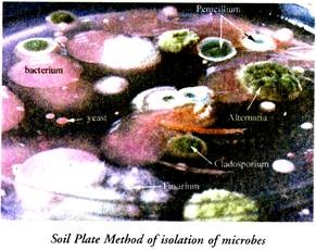 Soil Plate Method of Isolation of Microbes
