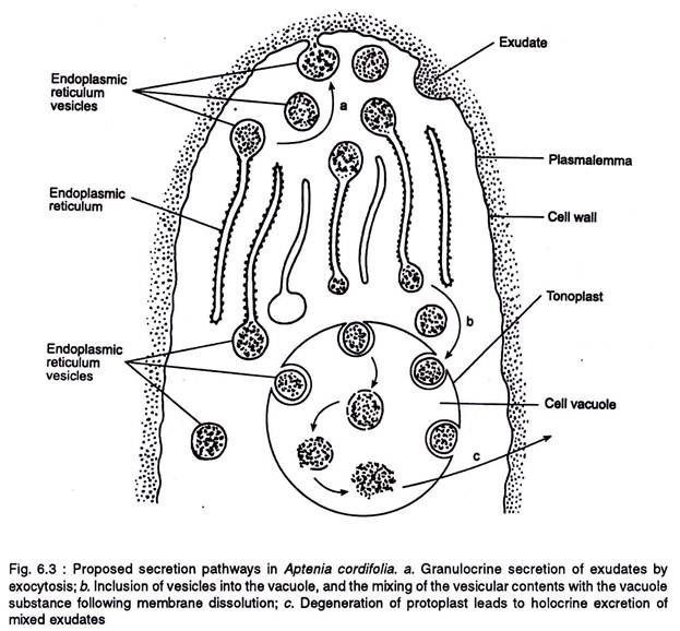 Proposed secretion pathways in Aptenia cordifolia