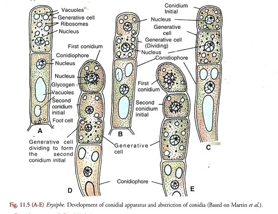 Development of conidial apparatus and abstriction of conidia