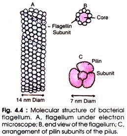 Molecular structure of bacterial flagellum
