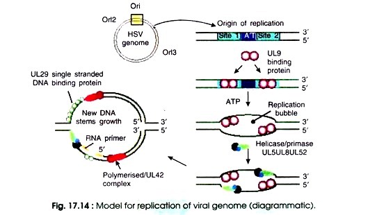 Model for replication of viral genome