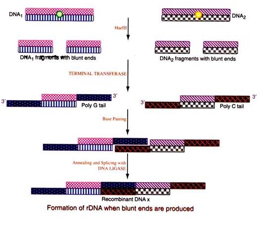 Formation of Cyclic AMP by Adenylate Cyclase