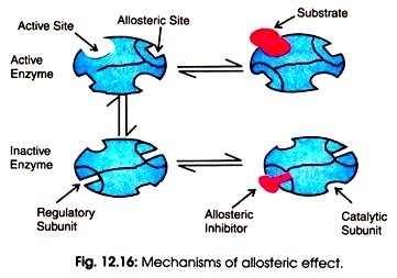 Mechanisms of allosteric effects