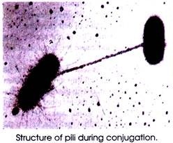 Structure of pili during conjugation