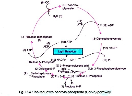 Reductive Pentose-Phosphate Pathway