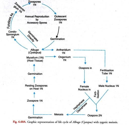 Graphic representation of life cycle of Albugo with zygotic meiosis