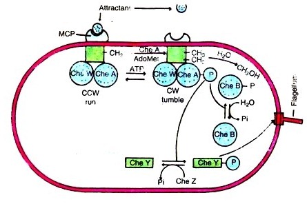 Mechanism of chemotaxis