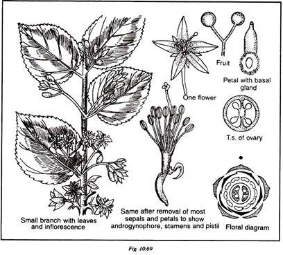 Xiphinematobacter Bresicoli