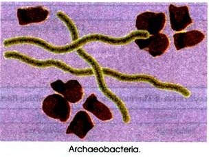 Archaeobacteria