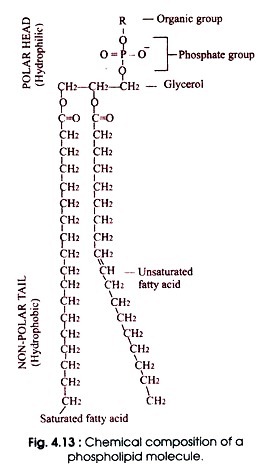 Chemical composition of a phospholipid molecule 