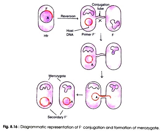 F- conjugation and formation of merozygote