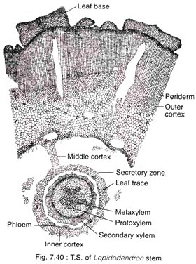 Presence of steroids in plasma membrane