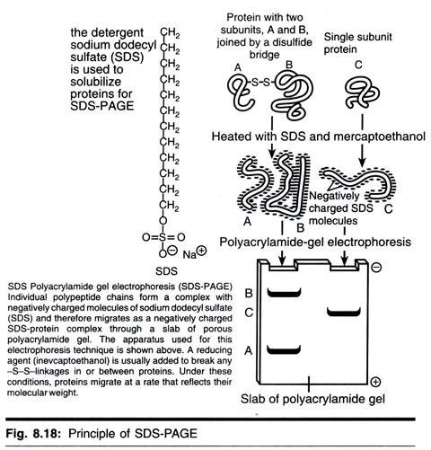 The bacterial mesosomes 