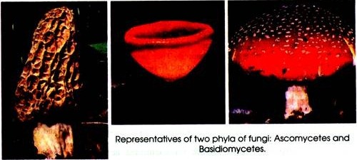 Representatives of two phyla of fungi: Ascomycetes and BAsidiomycetes