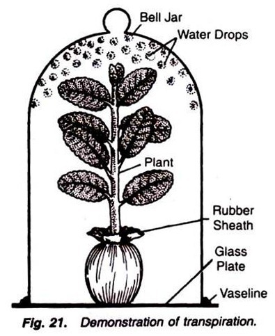 Mechanism of specialised transduction