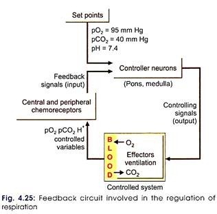 Feedback circuit involved in the regulation of respiration