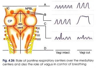Role of Pontine respiratory centers 