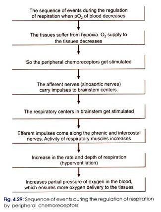 Sequence of events during the regulation of respiration