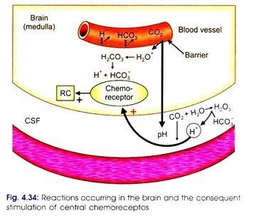 Reactions occuring in the brain and the consequent stimulation of central chemoreceptors