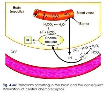Reactions occuring in the brain and the consequent stimulation of central chemoreceptors