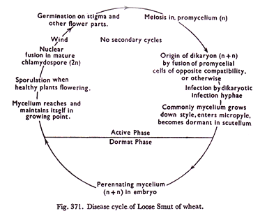 Life Cycle of T-even bacteriophage