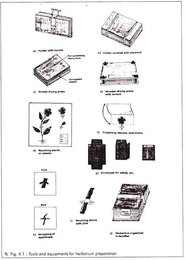 Events of life cycle of T4 bacteriophage in Bacterial cell after penetration