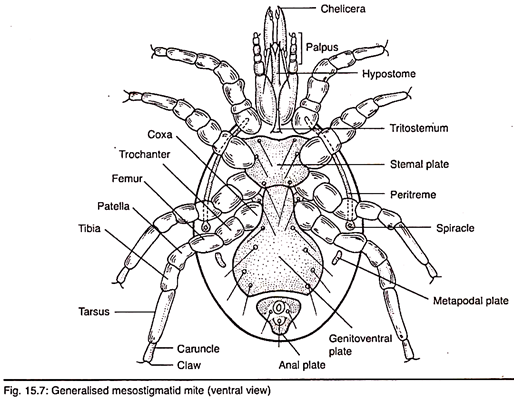 Generalised Mesostigmatide Mite