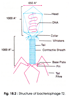 Structure of Bacteriophage T2