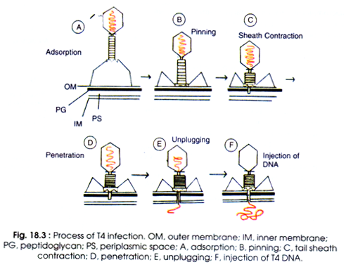 Process of T4 infection