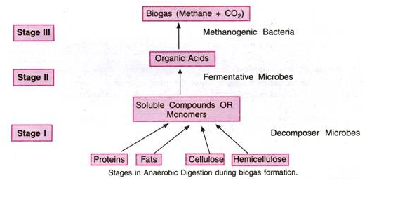 Stages in the life history of paragonimus