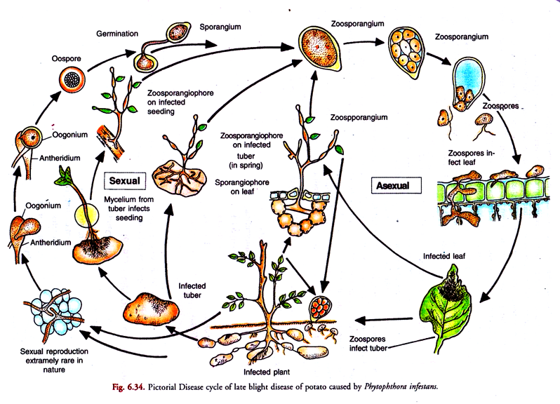 Pictorial disease cycle of late blight disease of potato caused by phytophthora infestans