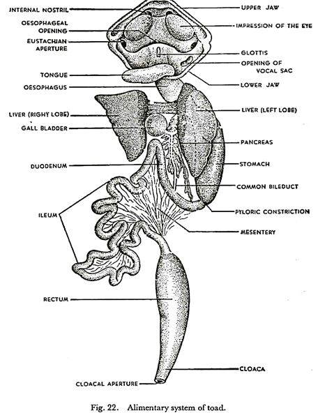 Life cycle of Ascaris suum Goeze in pig