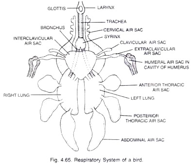 Respiratory System of a Bird