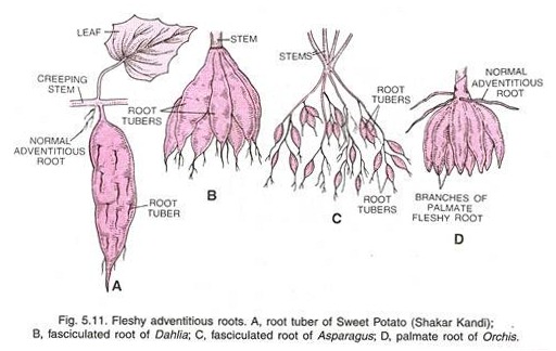 Fleshy Adventitious Roots