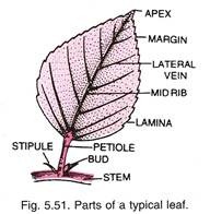 Parts of a Typical Leaf