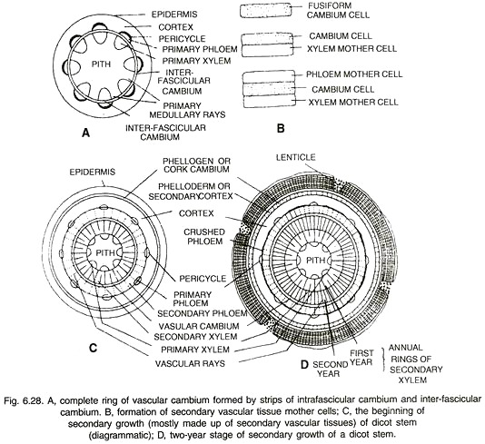 Formation of Secondary Vascular Tissues