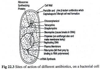 Sites of Action if Different antibiotics, on a bacterial cell