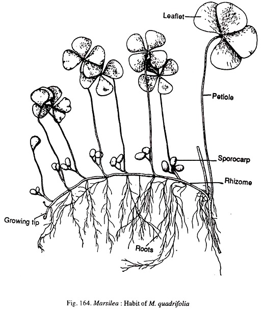 Marsilea: Habit of M. quadrifolia