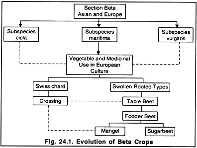 Evolution of Beta Crops