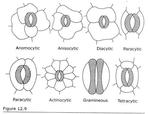 Different Types of Stoma according to Metcalfe and Chalk and Metcalfe in Dicotyledons and Monocotyledons