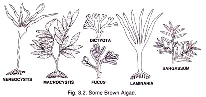 Some Echinoderms