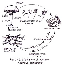 Life history of mushroom