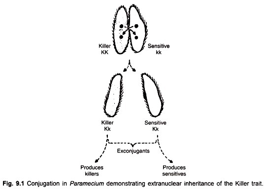 Conjugation in Paramecium demonstrating extranuclear inheritance of the killer trait