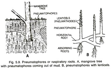Pneumatophores or respiratory roots