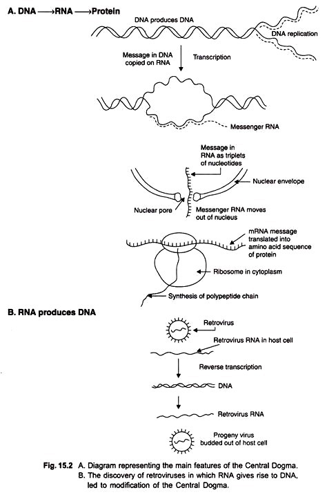 Features and discovery of retrovirusesin which RNA gives rise to DNA, led to modification of the central dogma