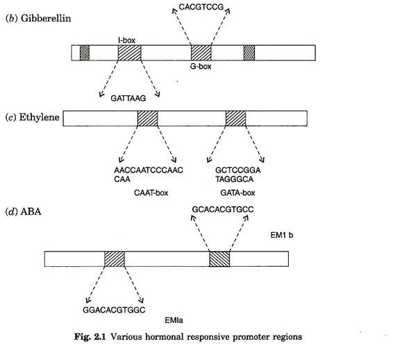 Various Hormonal Responsive Promoter Regions