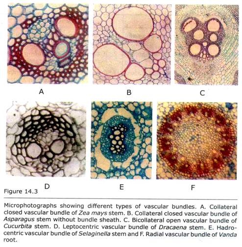 Different Types of Vascular Bundles